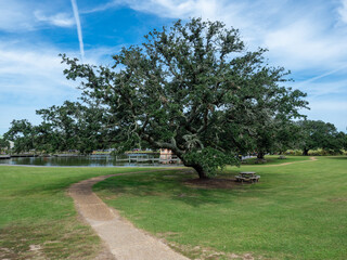 A large live oak in a park near the ocean in Corolla North Carolina