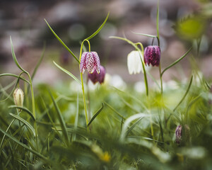 blossom of a checkered flower on a meadow in spring