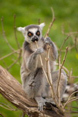 ring-tailed lemur - obrazy, fototapety, plakaty
