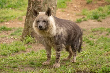 Foto op Canvas brown hyena © kerstiny