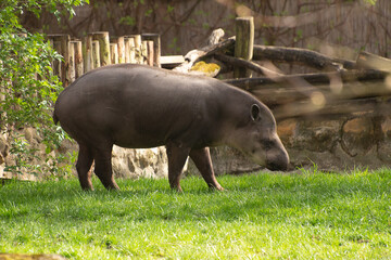 South American tapir - obrazy, fototapety, plakaty