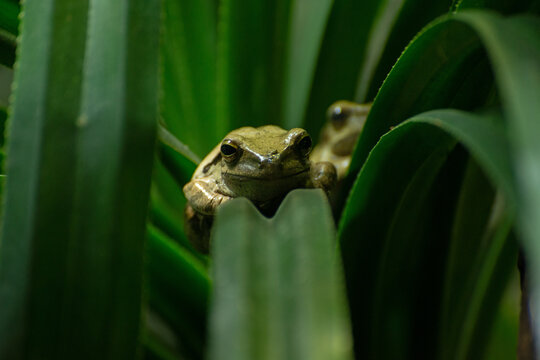 Colorado River Toad