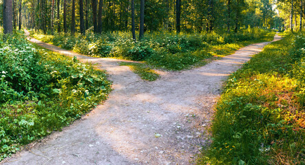 Another trail departs from the wide trail in the park in a different direction. Different routes. Conceptual landscape