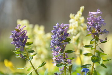 Corydalis solida in form of large inflorescence of gentle florets, softly colored in mixed pink and lilac. April primroses in sunny day on a blurred background of canary-colored flowers