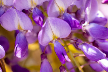Fototapeta na wymiar wisteria flowers close up, high resolution macro