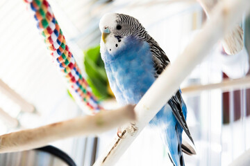 Healthy blue and white female budgerigar parakeet perching in cage.