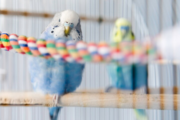 Healthy blue and white female budgerigar parakeet perching restfully on one leg in cage.