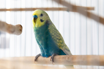 Fancy rainbow colored male budgerigar parakeet perching in cage.