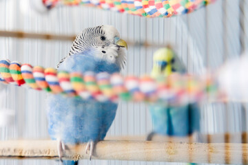 Happy singing blue and white female budgerigar parakeet perching in cage.