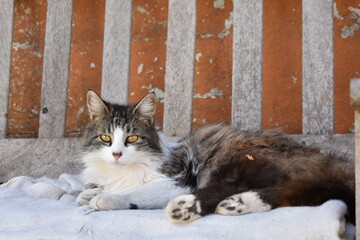 Fototapeta premium cat in the snow
