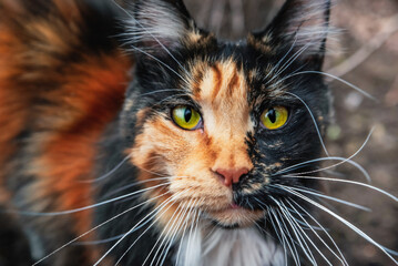 Portrait of three colored Maine Coon cat with green eyes.
