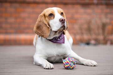 beagle dog sitting on floor