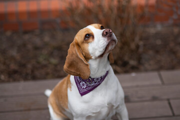 beagle dog portrait