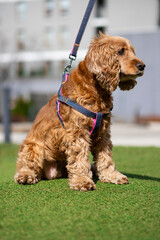 english cocker spaniel puppy