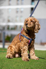 english cocker spaniel dog