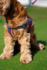 american cocker spaniel