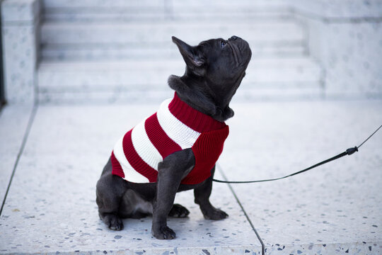 black and white dog with colorful swether