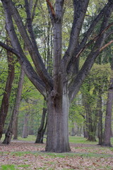ogromne tajemnicze drzewo pośrodku parku na tle innych drzew - obrazy, fototapety, plakaty