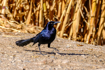 black bird on a stroll
