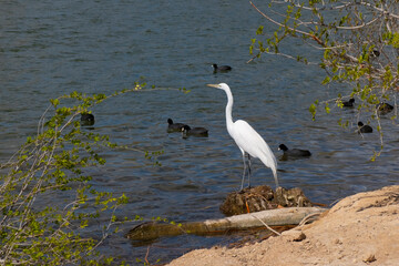 great blue heron