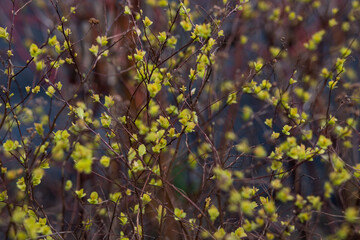 green moss on the wall