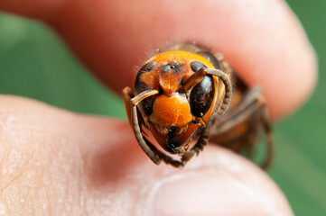 Dead Wasp - Closeup head of Asian Giant Hornet or Japanese Giant Hornet  or Vespa Mandarinia Japonica. In japanese it is known as the Oosuzumebachi literally Giant Sparrow Bee