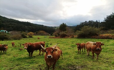 Fototapeta na wymiar Vacas cachenas en Galicia