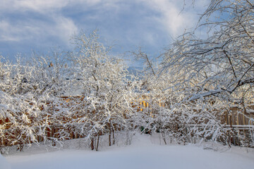 Buckthorn and honeysuckles bushes covered in snow, late afternoon sunlight, blue skies and cloud, nobody