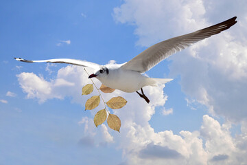 White Bird carrying a dry leaf branch is flying freely in the blue sky and white clouds background. Concept International day of peace, World Water Day.