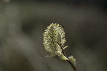 Close-up willow branch on green background