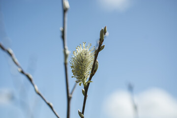 Close-up willow branch on green background
