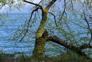 Arbre 