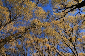Cielo, Otoñal, arboles, naturaleza, bosque, cielo, azul amarillo, hojas, paisaje 