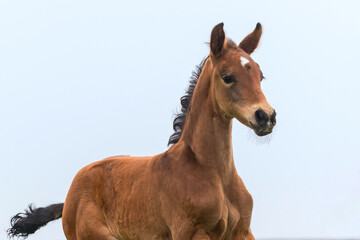 Fohlenportrait