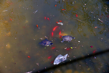 Tartarughe e pesci in un lago inquinato. Sud Europa
