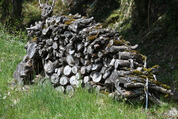 firewood in the forest