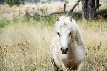 Fototapeta na wymiar white horse in the field