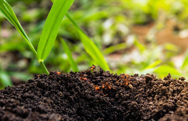 Hormiguero con hormigas y hoja de planta creciendo en el parque al aire libre