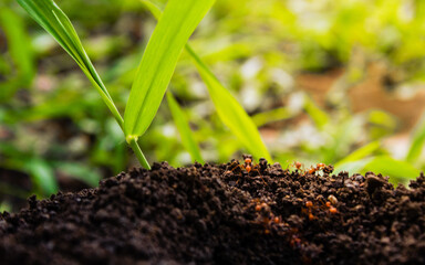 Hormiguero con hormigas y hoja de planta creciendo en el parque al aire libre