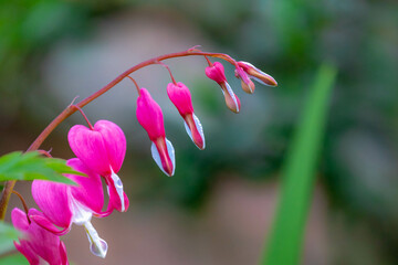 Selective focus of pink flowers, Dicentra known as bleeding-hearts is a genus of eight species of herbaceous plants with oddly shaped, Dicentra formosa blooming in the garden, Nature floral background