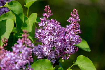 Obraz premium Selective focus of branches of common lilac is blooming in spring season with background of green leaves, Purple Syringa vulgaris in the garden, Nature floral background. 