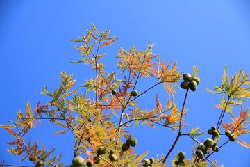 Cielo, Otoño, Otoñal, Arboles, Cipres, paisaje, naturaleza, azul, amarillo, hojas, ramas, 
