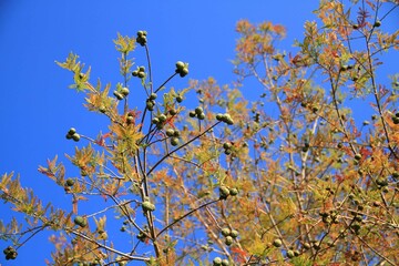 Cielo, Otoño, Otoñal, Arboles, Cipres, paisaje, naturaleza, azul, amarillo, hojas, ramas, 