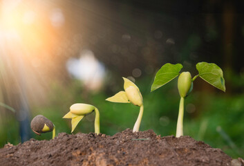 Seed plants are growing.They are growing step by step.One has root and grow under the soil and the other seed has leaves.They are growing among sunlight.Photo new life and  growing concept.