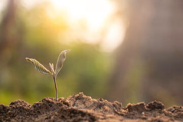 Dead plant and sun light,plant in the morning light on ground background,hope .Small plants on the ground in spring.raised bed gardening,death of growth,Photo refresh and Agriculture  concept idea.