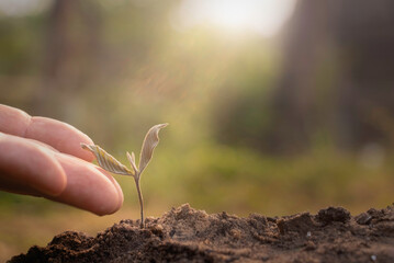 Hand touching growing plant,Young plant and hand under sunlight.Finger and Small plants on the ground in spring.New life concept.Fresh.Photo fresh and Agriculture  concept idea.
