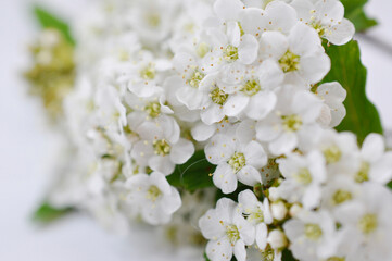 Fototapeta na wymiar 白い花　white flower