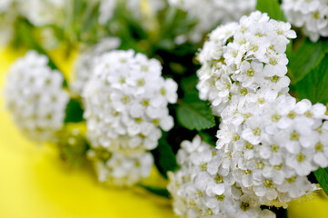 白い花　white flower