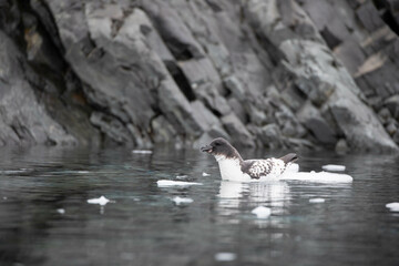 cape petrel