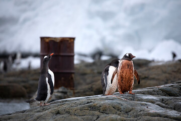Dirty penguin on the rock © Edgar Figueiredo